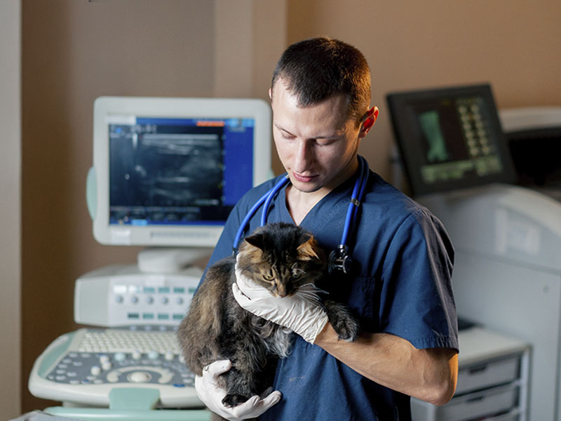 atendimento pet humanizado